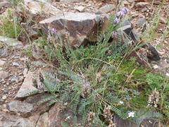 Astragalus austrosibiricus