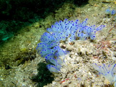 Clavelina australis