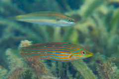 Halichoeres melanurus