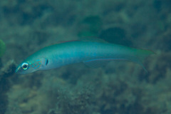 Ptereleotris microlepis