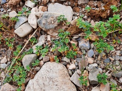 Trifolium eximium