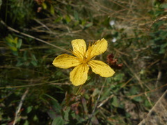 Hypericum richeri