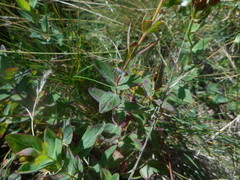 Hypericum richeri
