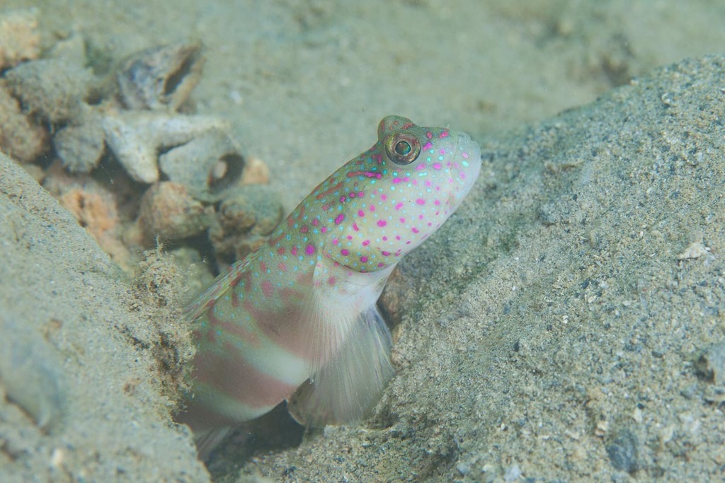 Pink-speckled shrimpgoby (Cryptocentrus leptocephalus) — Gobiidae