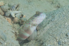 Cryptocentrus leptocephalus