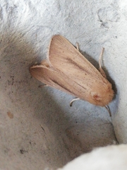 Sesamia nonagrioides