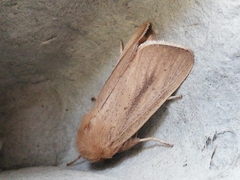 Sesamia nonagrioides