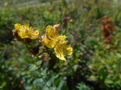Hypericum richeri