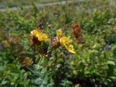 Hypericum richeri