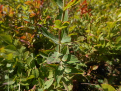 Hypericum richeri