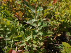 Hypericum richeri