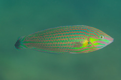 Halichoeres melanurus