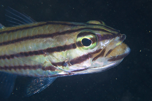 Dusky-tailed cardinalfish (Cheilodipterus isostigmus) — Apogonidae — 3