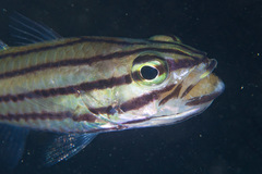 Cheilodipterus isostigma