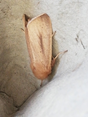 Sesamia nonagrioides