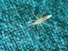 Dolichomiris linearis