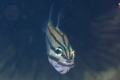 Cheilodipterus isostigma