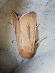 Sesamia nonagrioides