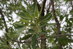 Vitex leucoxylon