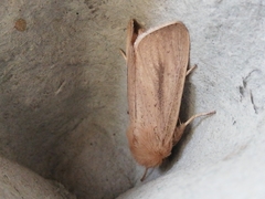 Sesamia nonagrioides