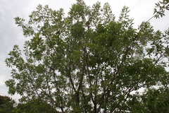 Vitex leucoxylon