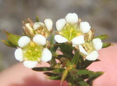 Diosma rourkei