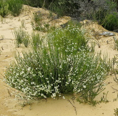 Orianthera nuda