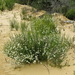 Orianthera nuda - Photo (c) annabelc, algunos derechos reservados (CC BY-NC), subido por annabelc