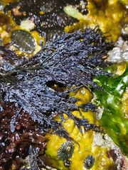 Ahnfeltia fastigiata