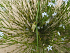 Orianthera nuda