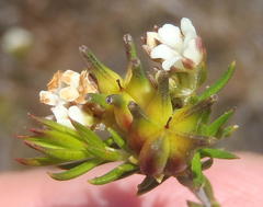 Diosma rourkei