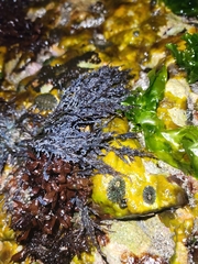 Ahnfeltia fastigiata