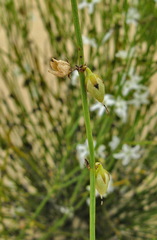 Orianthera nuda