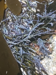 Ahnfeltia fastigiata