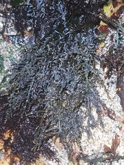 Ahnfeltia fastigiata