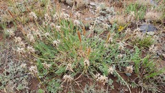 Astragalus austrosibiricus