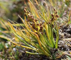 Chamorchis alpina