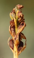 Chamorchis alpina