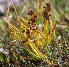 Chamorchis alpina