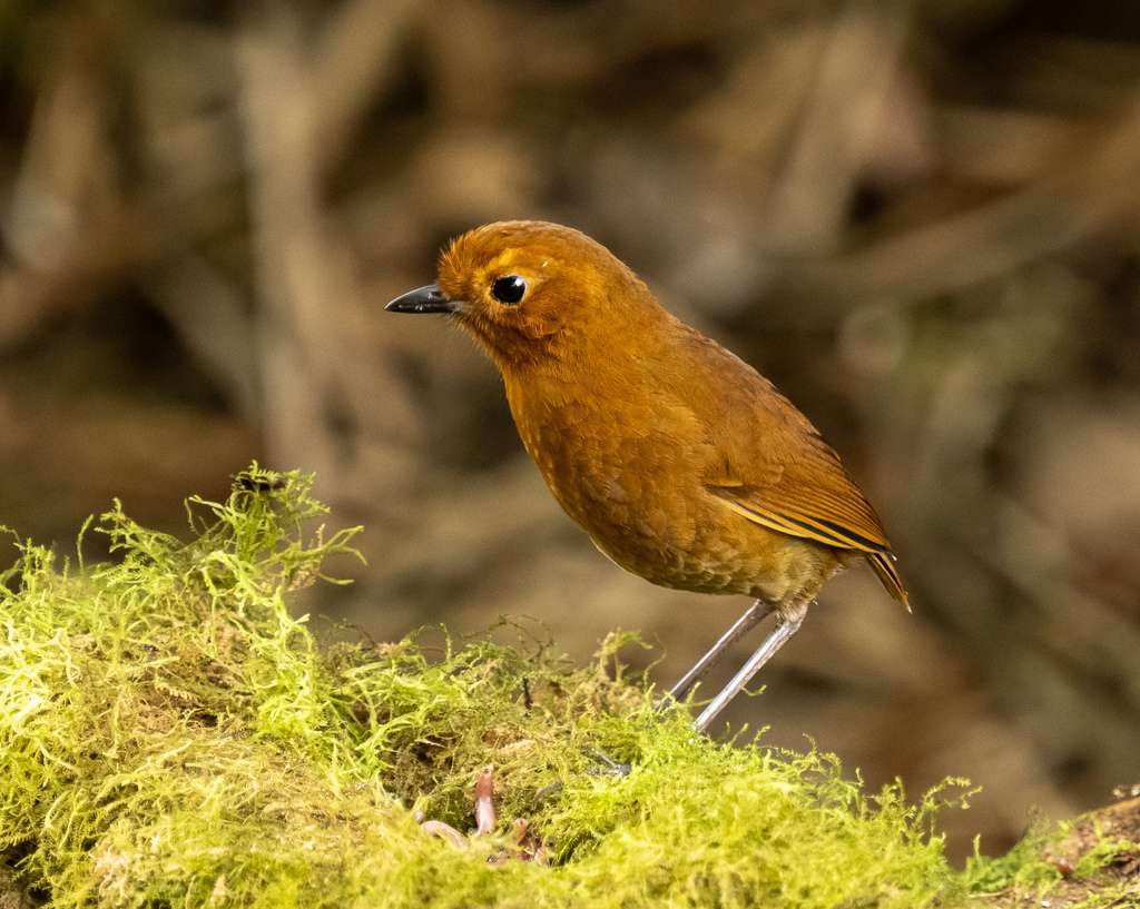 Equatorial Antpitta