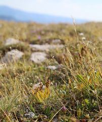 Chamorchis alpina