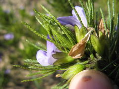 Psoralea muirii