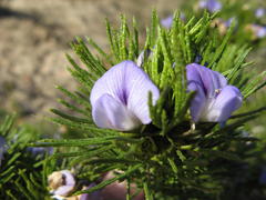 Psoralea muirii
