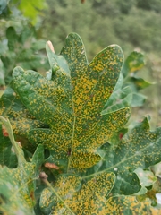 Phylloxera quercus