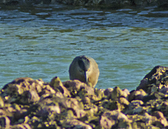 Butorides striata macrorhyncha