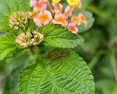 Irantha