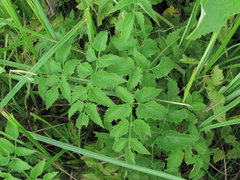 Ostericum palustre