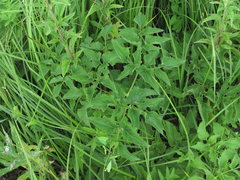 Ostericum palustre