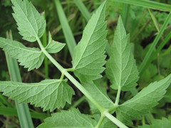 Ostericum palustre