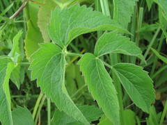 Ostericum palustre